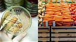 Does Cooking Kill E Coli?