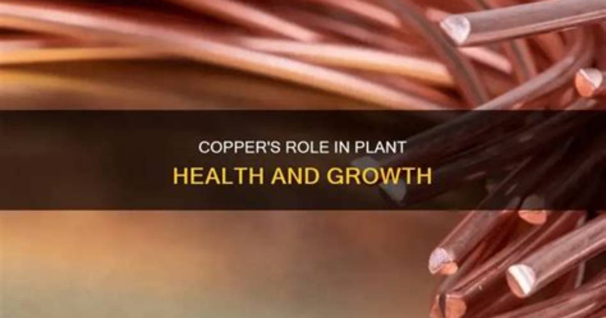 Does Copper Really Help?