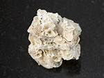 Does Coquina React with Acid?