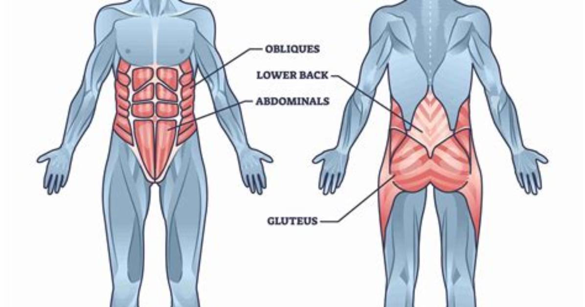 Does Core Build Muscle