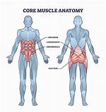 Does Core Build Muscle