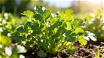 Does Coriander Need Full Sun?