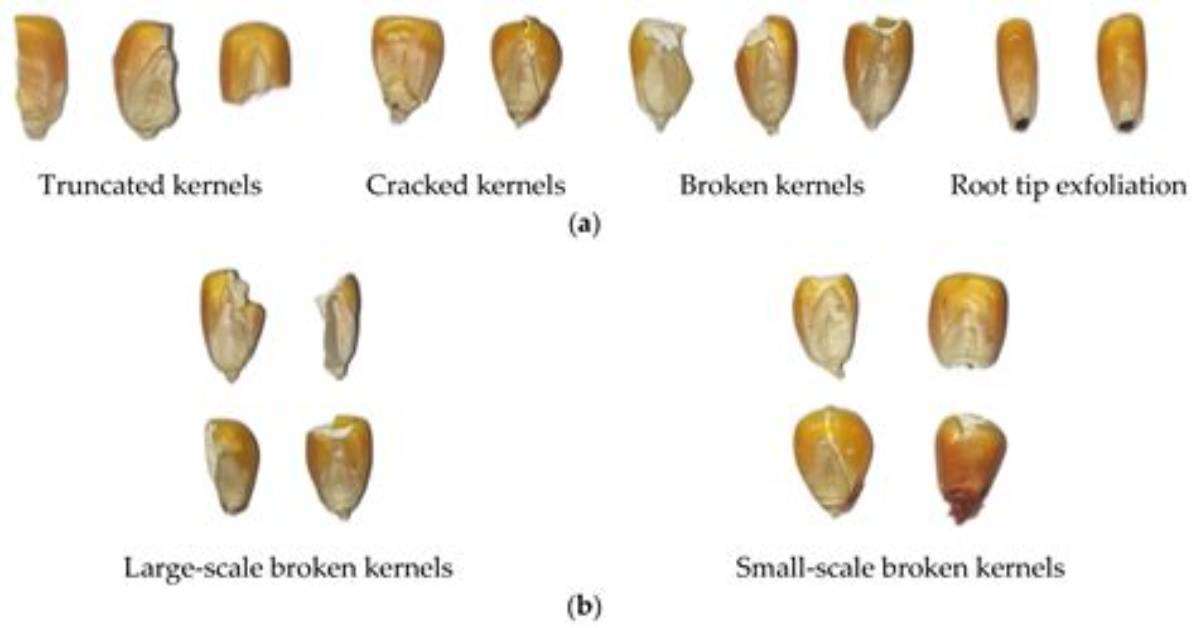 Does Corn Get Broken Down?