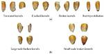 Does Corn Get Broken Down?