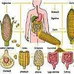 Does Corn Get Digested?