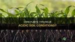 Does Corn Like Acidic Soil