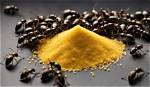 Does Cornmeal Kill Ants?