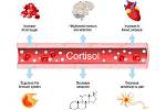 Does Cortisol Increase Stress?