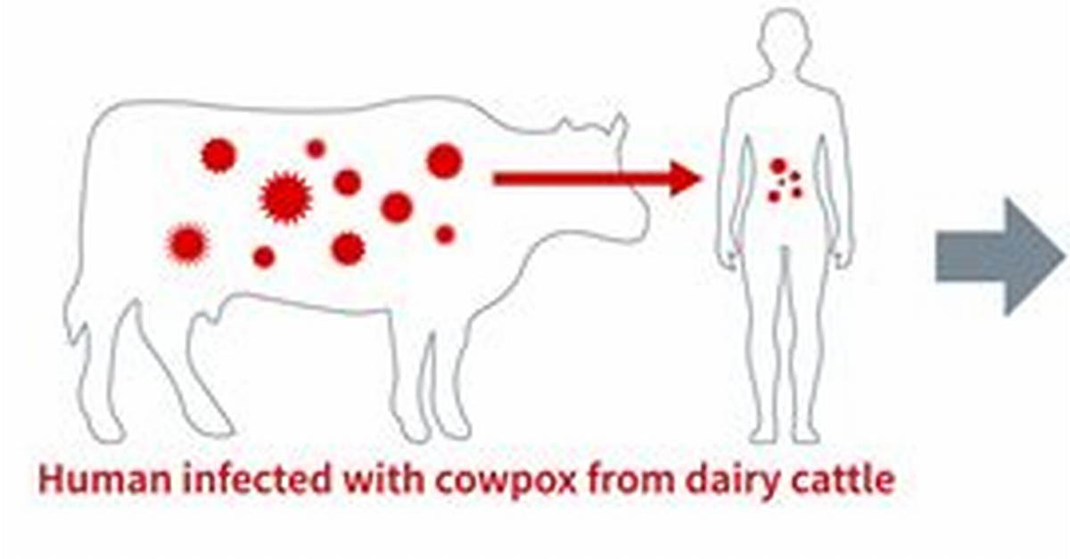 Does Cowpox Prevent Smallpox?