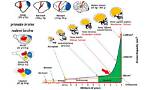 Does Cph4 Increase Brain Capacity?