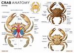 Does Crabs Have Streamlined Body?