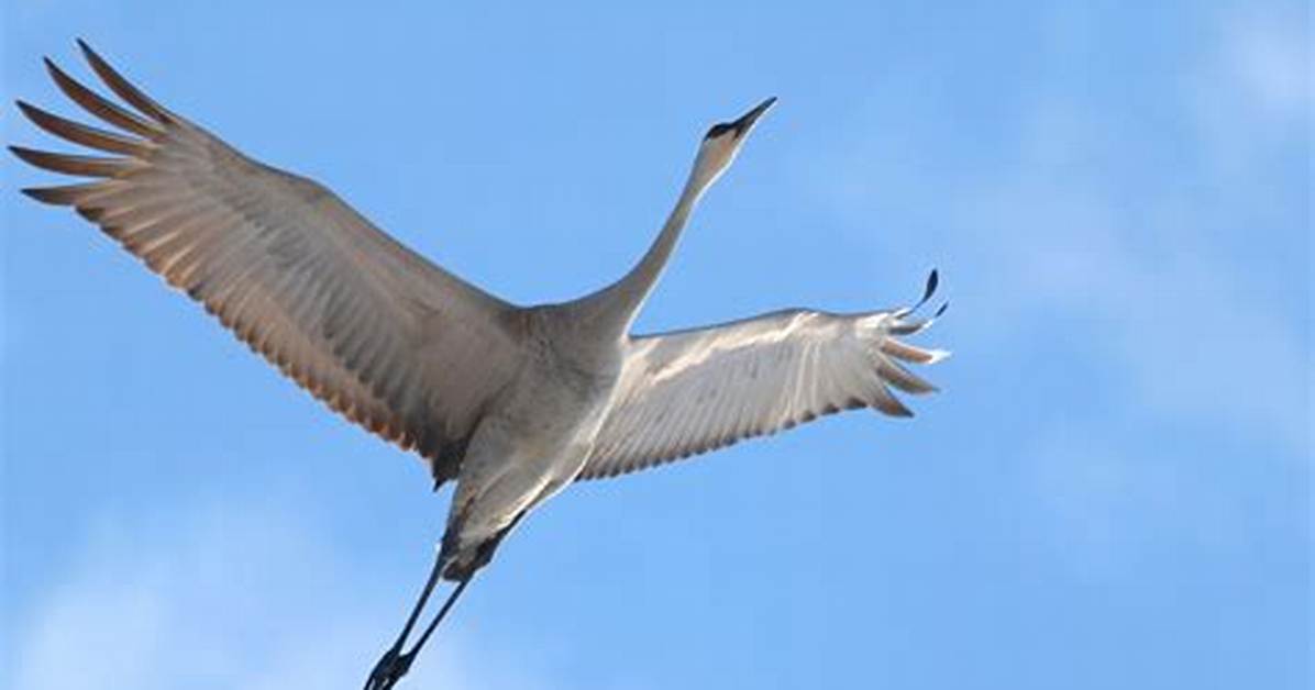 Does Crane Bird Fly?