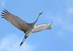 Does Crane Bird Fly?