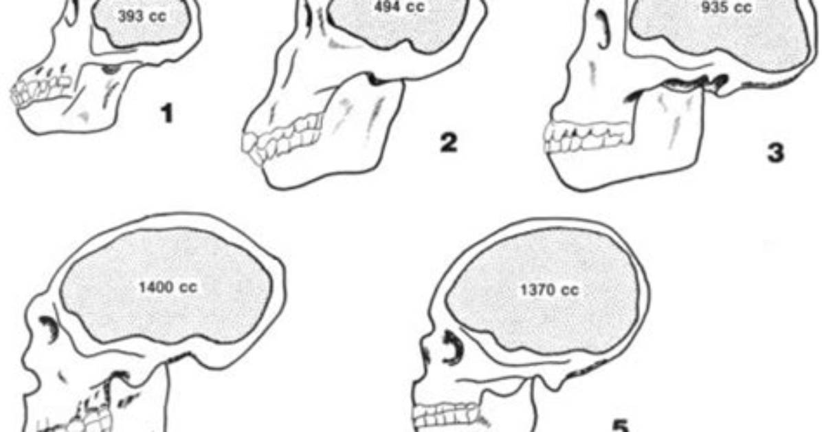 Does Cranial Capacity Indicate Intelligence?