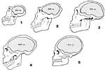 Does Cranial Capacity Indicate Intelligence?