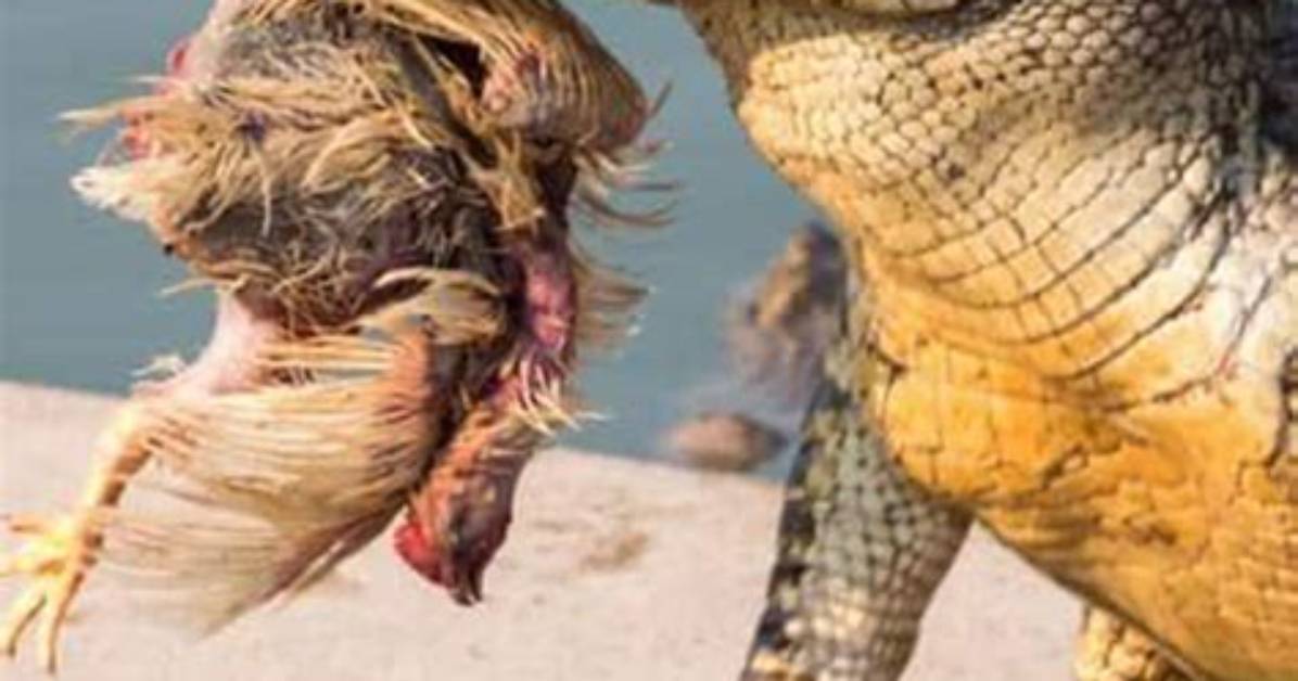 Does Crocodile Eat Human? | Contextresponse. Com