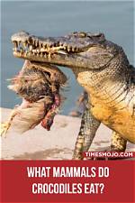 Does Crocodile Eat Human? | Contextresponse. Com
