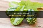 Does Cucamelon Need Full Sun?