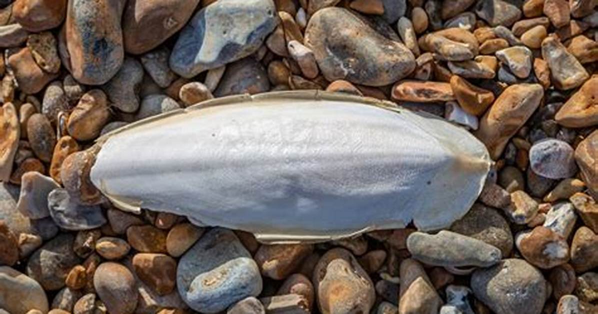 Does Cuttlebone Go Bad?