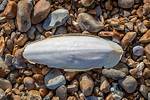 Does Cuttlebone Go Bad?