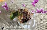 Does Cyclamen Go Dormant?
