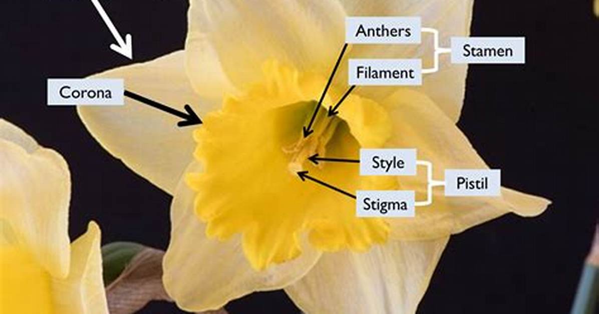 Does Daffodils Have Pollen?