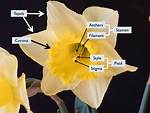 Does Daffodils Have Pollen?
