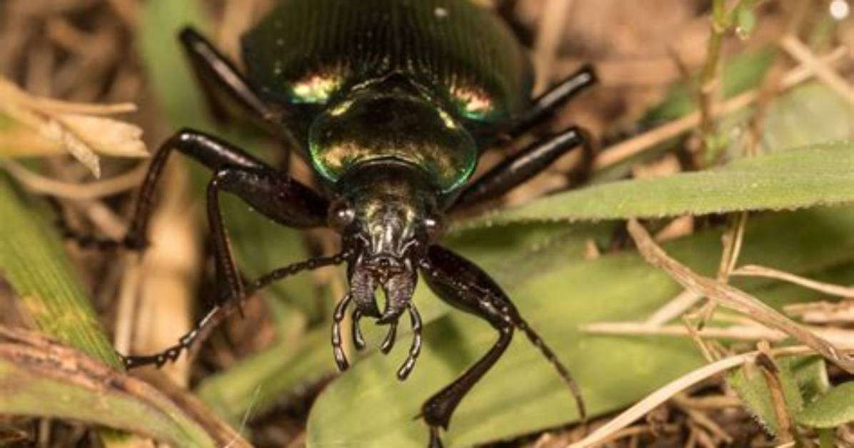 Does Darkling Beetle Fly?