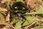 Does Darkling Beetle Fly?