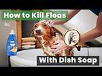 Does Dawn Dish Soap Kill Fleas