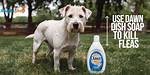 Does Dawn Kill Fleas?