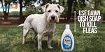 Does Dawn Soap Kill Fleas