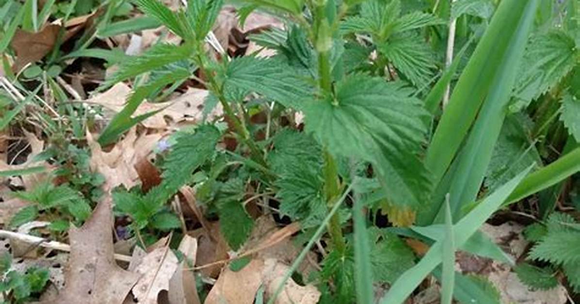 Does Dead Nettle Need Sun?