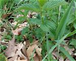 Does Dead Nettle Need Sun?