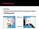 Does Debeaking Hurt Chickens?
