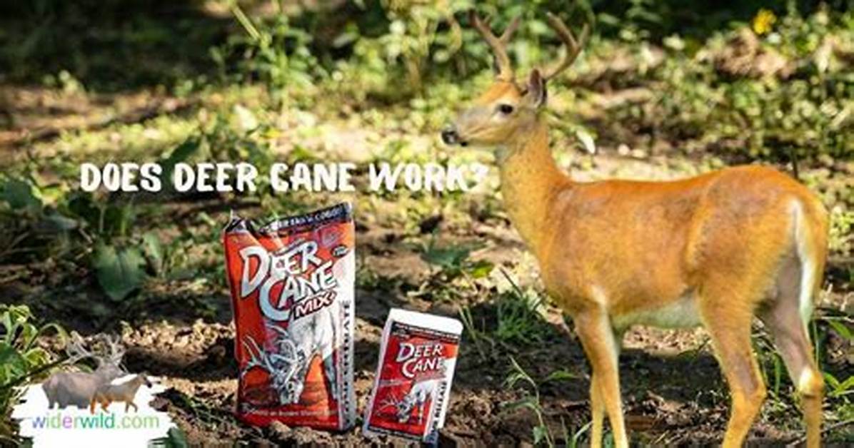 Does Deer Attractants Work?