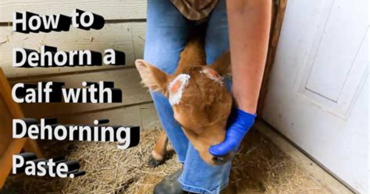 Does Dehorning Paste Hurt?