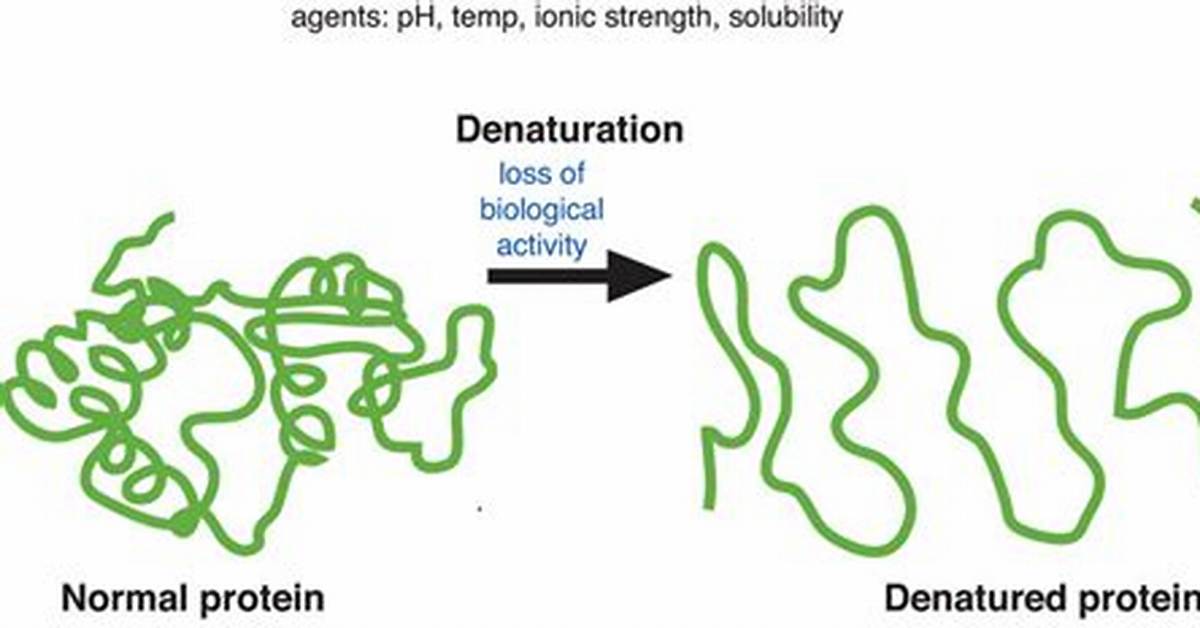 Does Denaturation Affect Proteins?