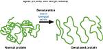Does Denaturation Affect Proteins?