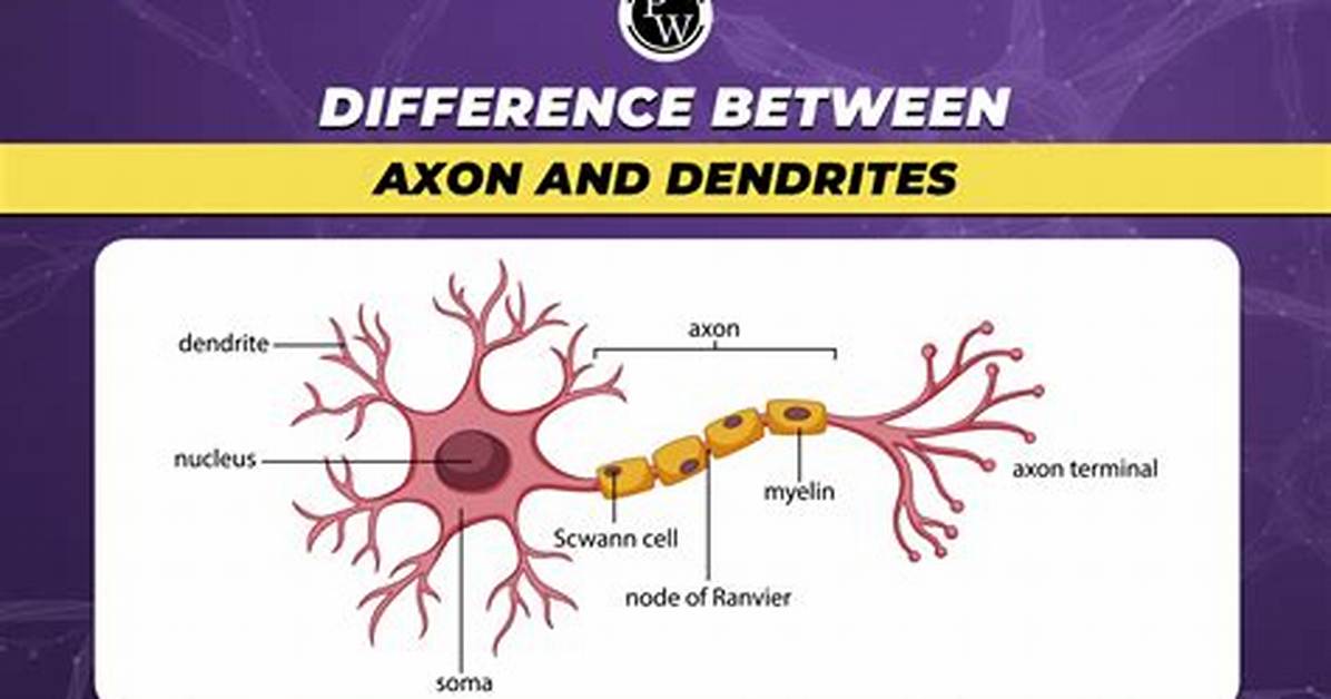Does Dendrites Have Axons?