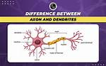 Does Dendrites Have Axons?