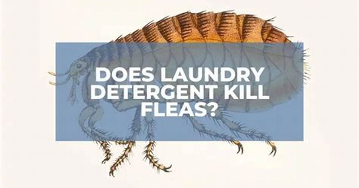 Does Detergent Kill Fleas?