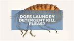 Does Detergent Kill Fleas?