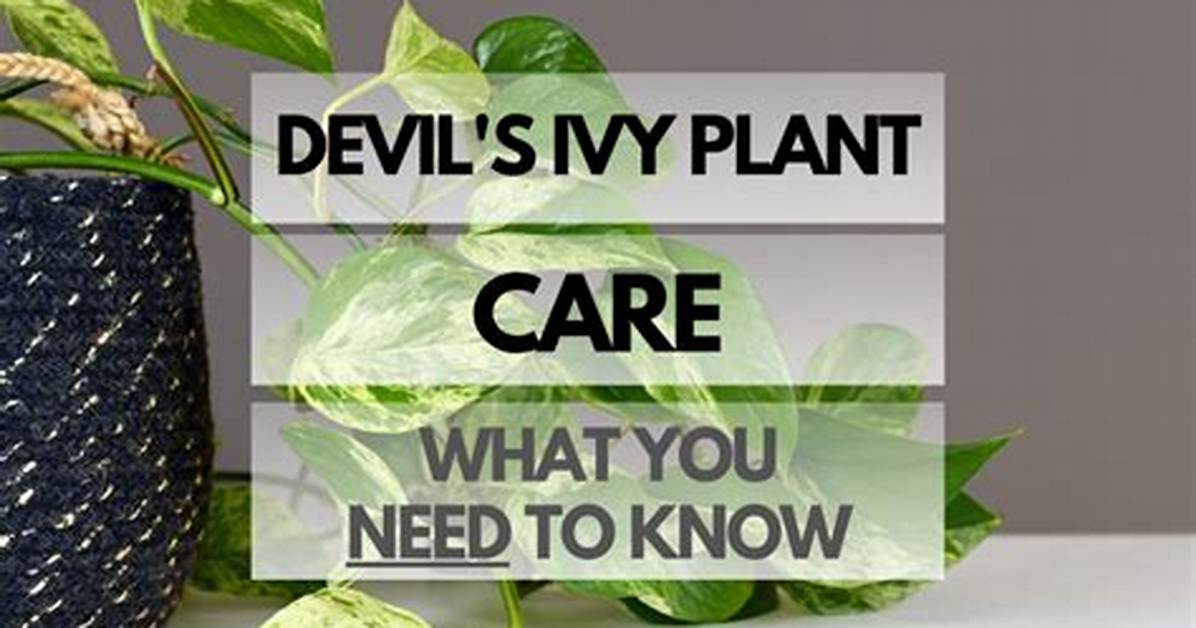 Does Devil's Ivy Need Sun?