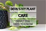 Does Devil's Ivy Need Sun?