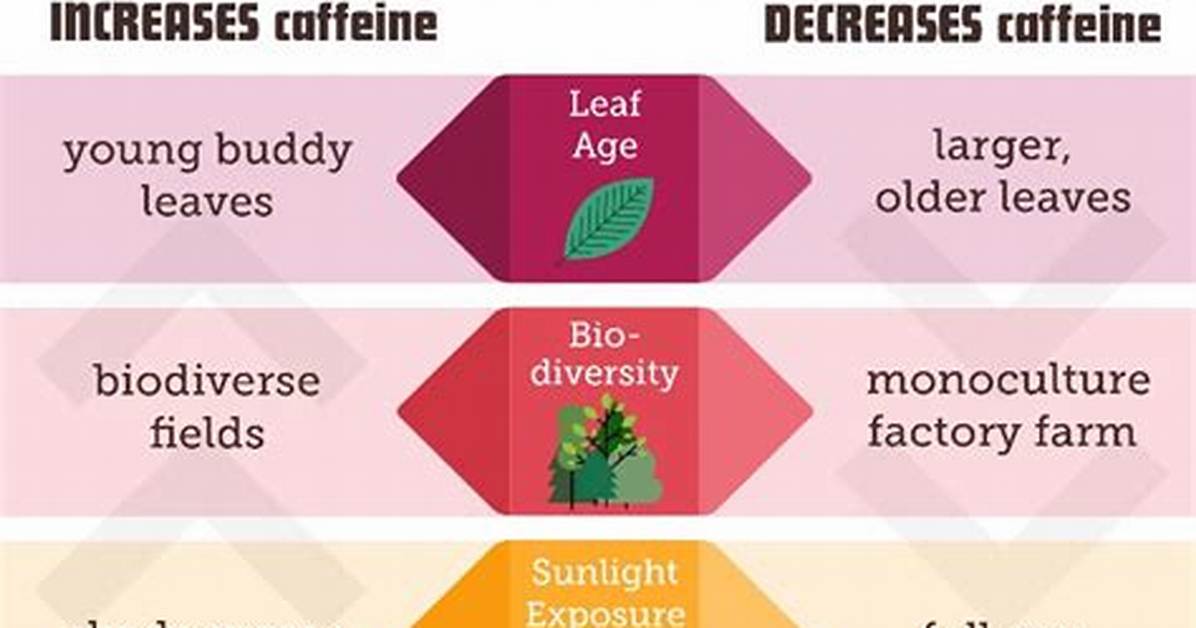 Does Ding Tea Have Caffeine