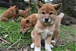 Does Dingoes Have Babies?