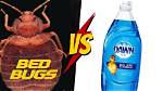 Does Dish Soap Kill Bed Bugs?