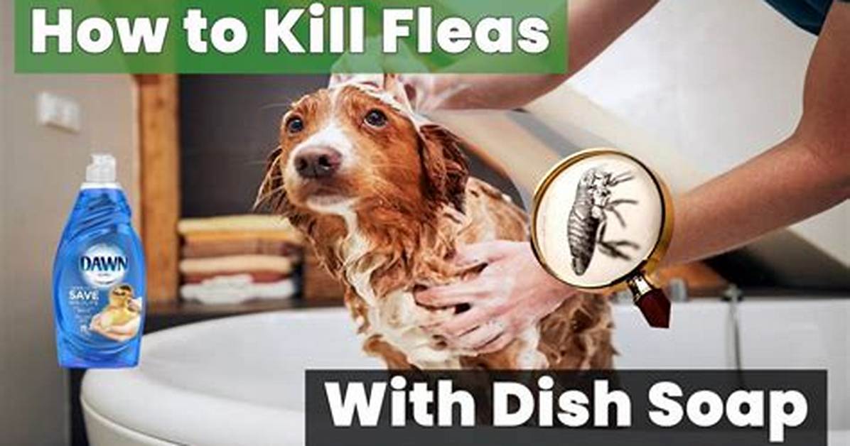 Does Dish Soap Kill Fleas