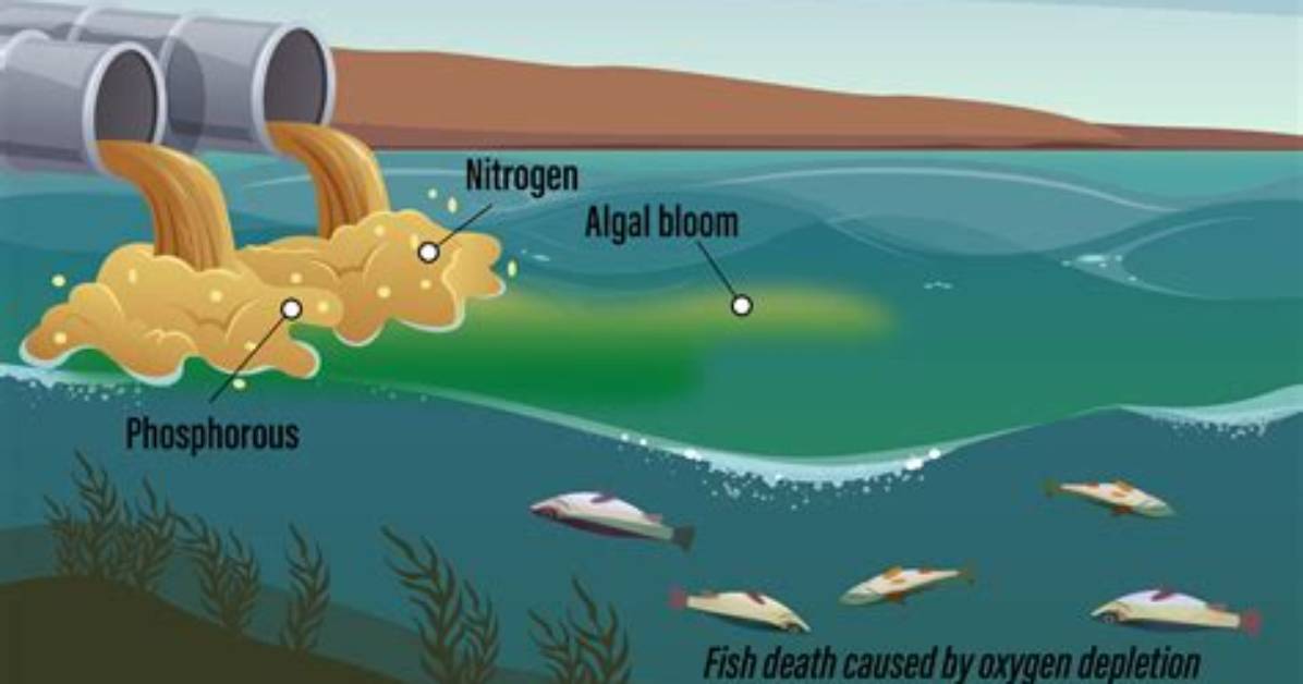Does Diuron Kill Algae?